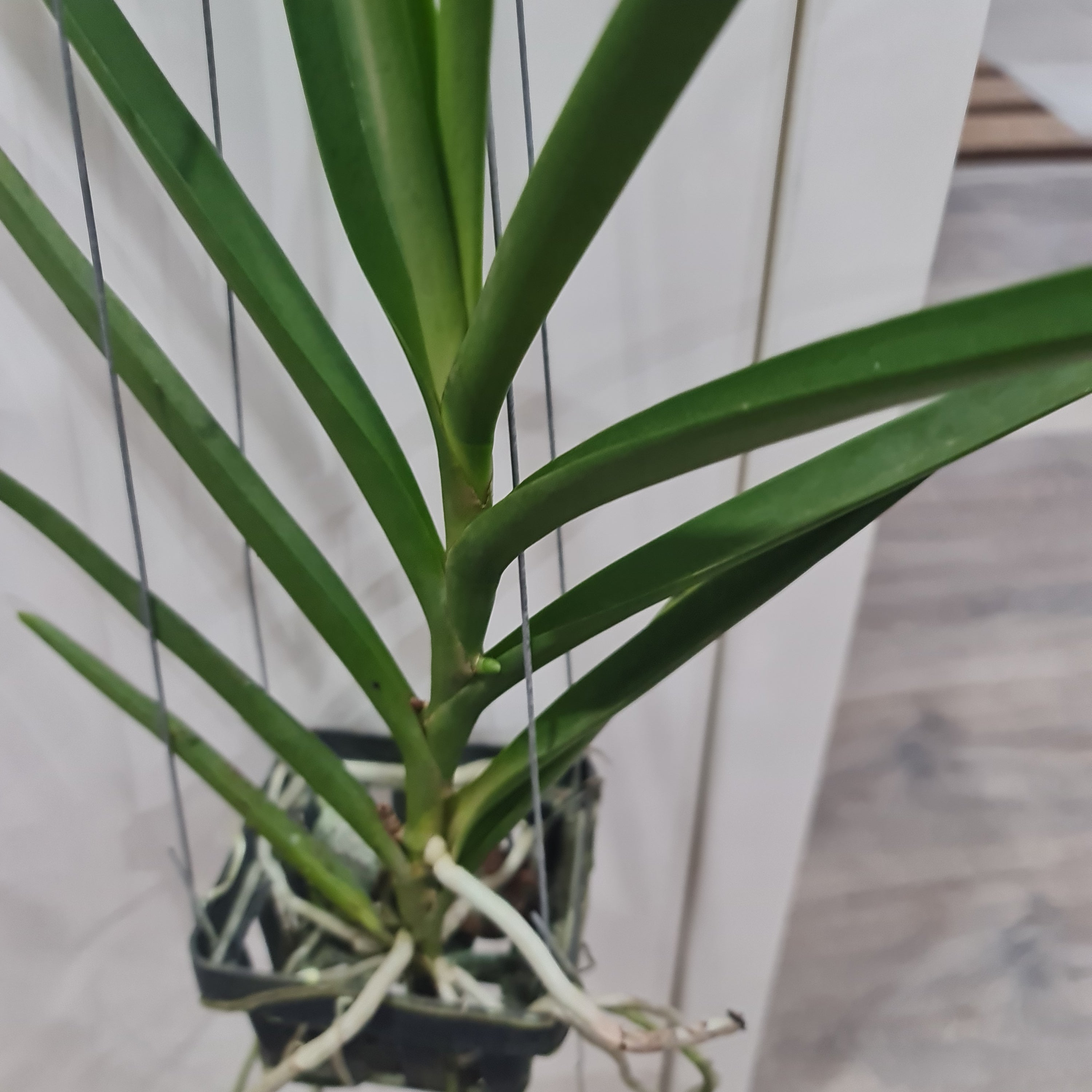 Vanda Jokenny (FLOWERING - IN SPIKE!)