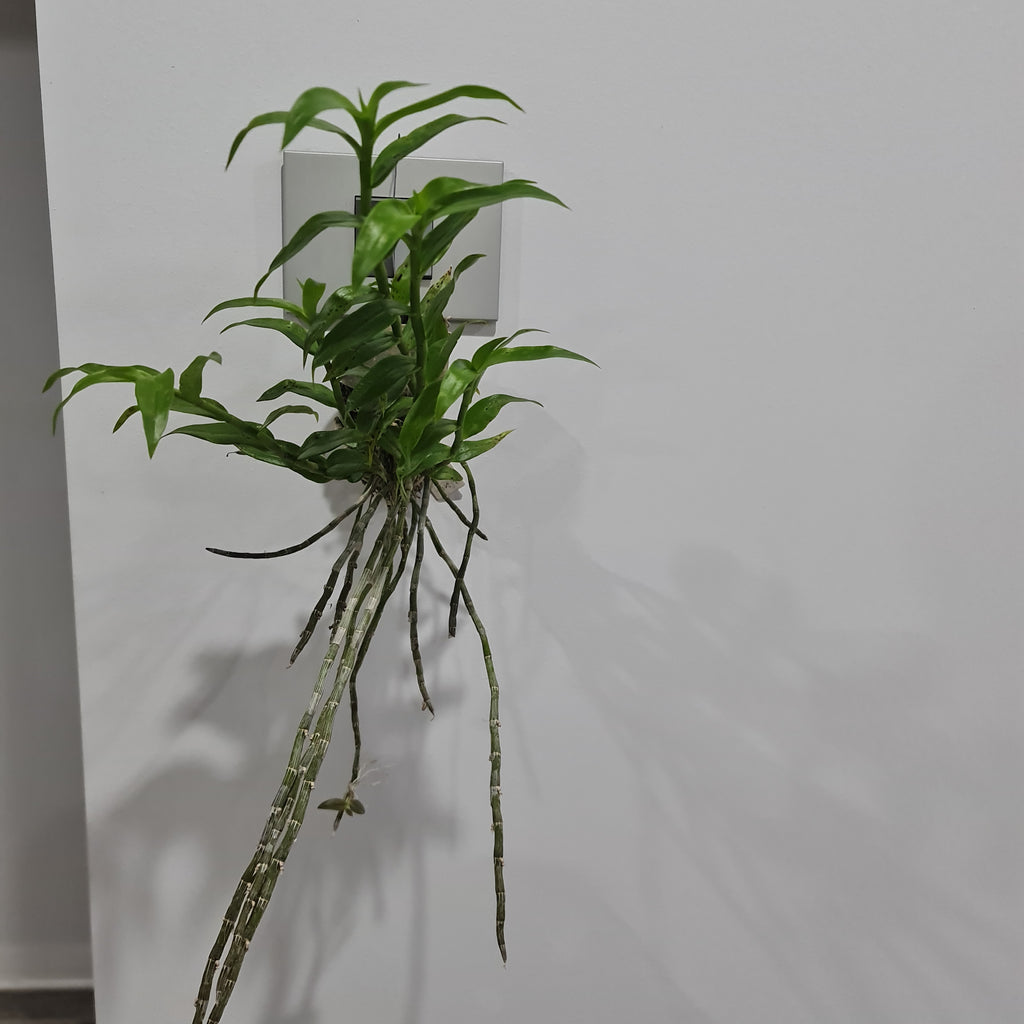 Dendrobium Loddigesi x Pierardii (Fragrant)