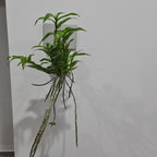 Dendrobium Loddigesi x Pierardii (Fragrant)
