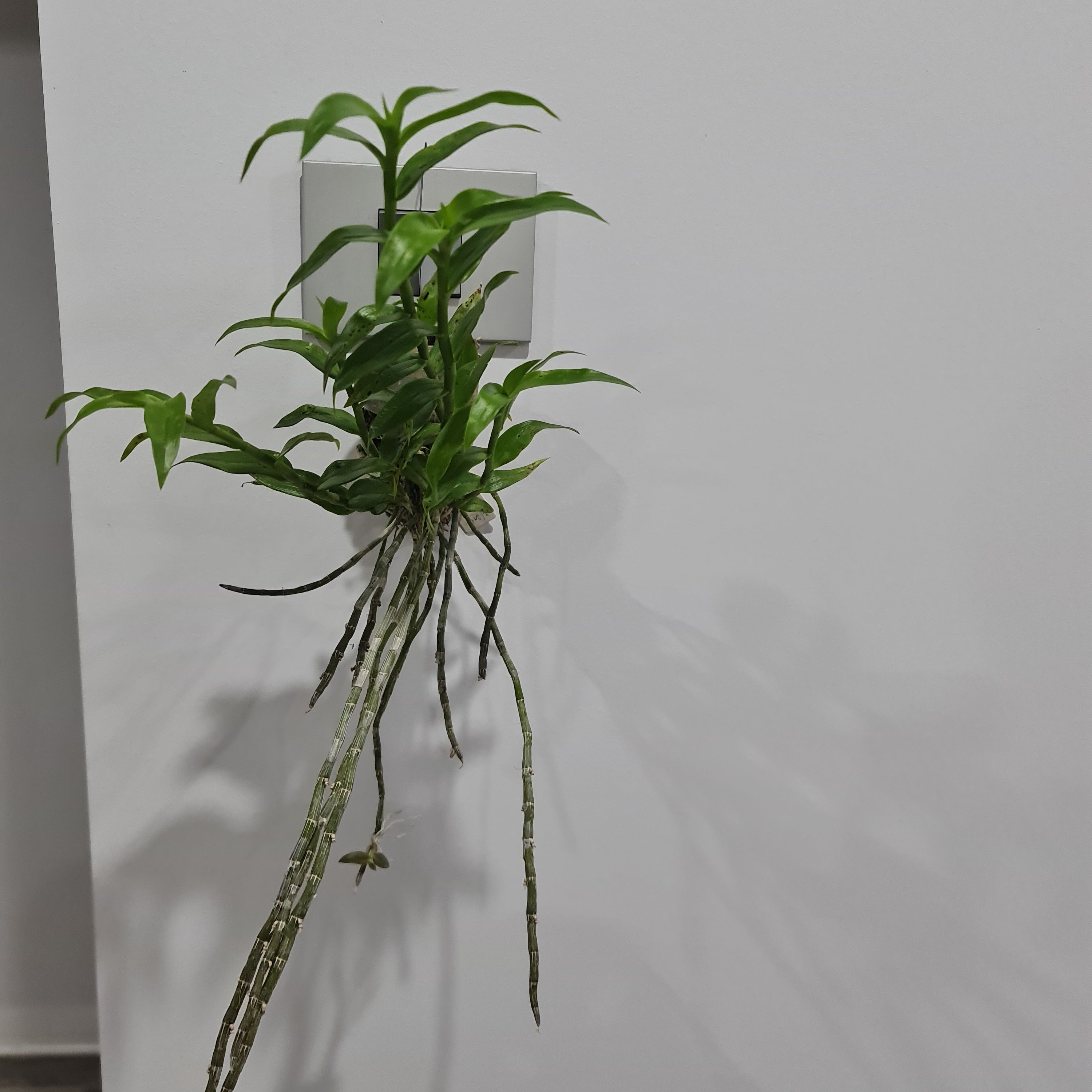 Dendrobium Loddigesi x Pierardii (Fragrant)