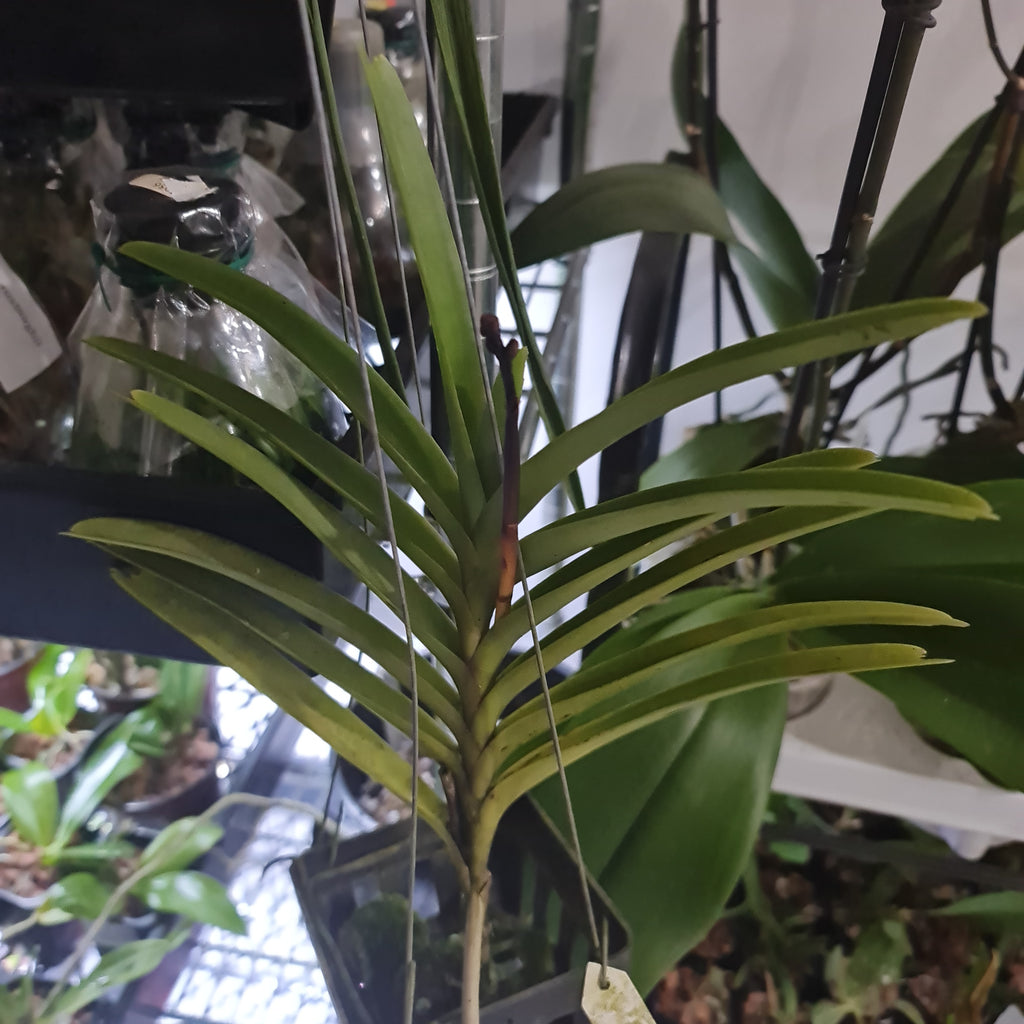 Aranda Thailand 'Sunspots'