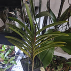 Aranda Thailand 'Sunspots'