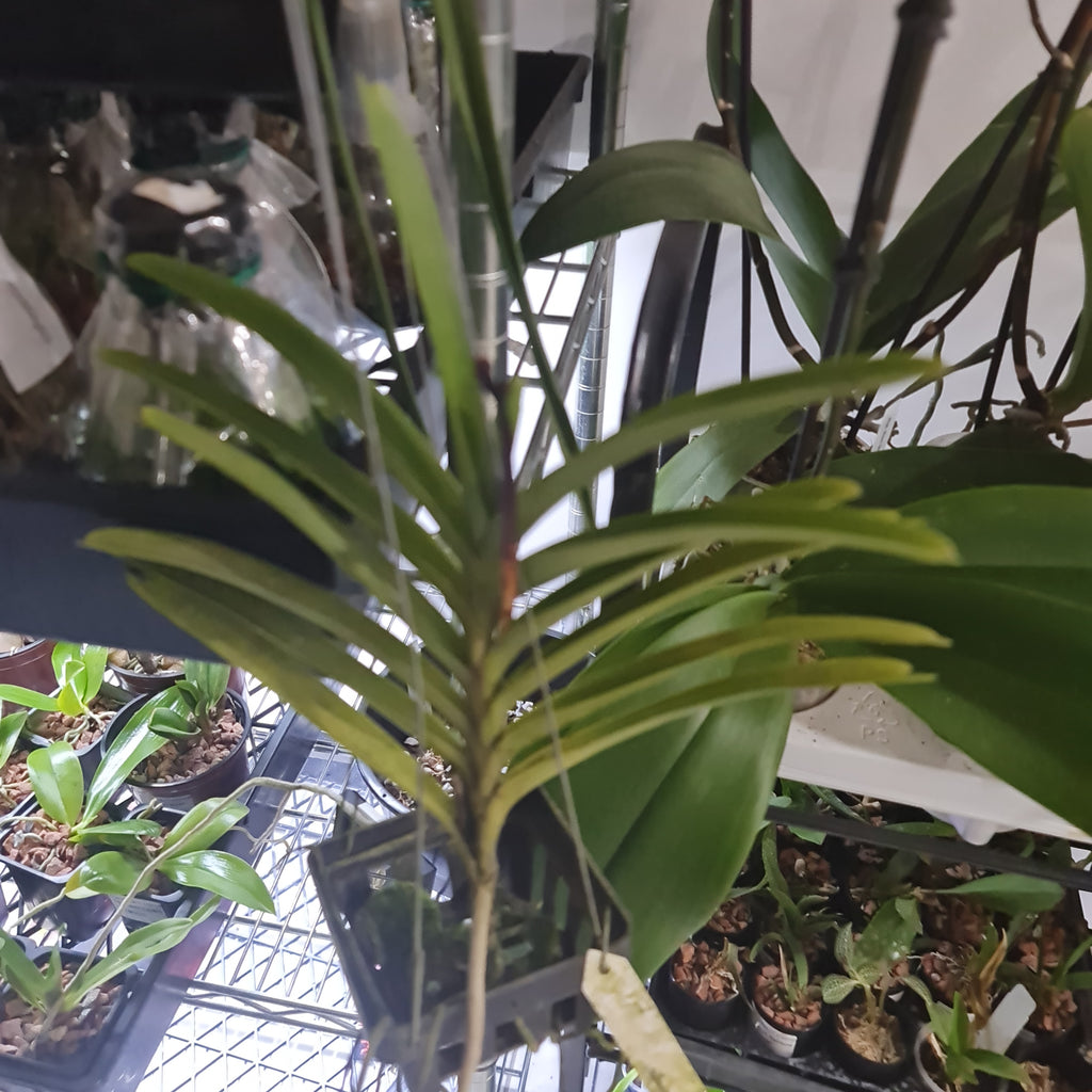 Aranda Thailand 'Sunspots'