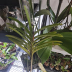 Aranda Thailand 'Sunspots'