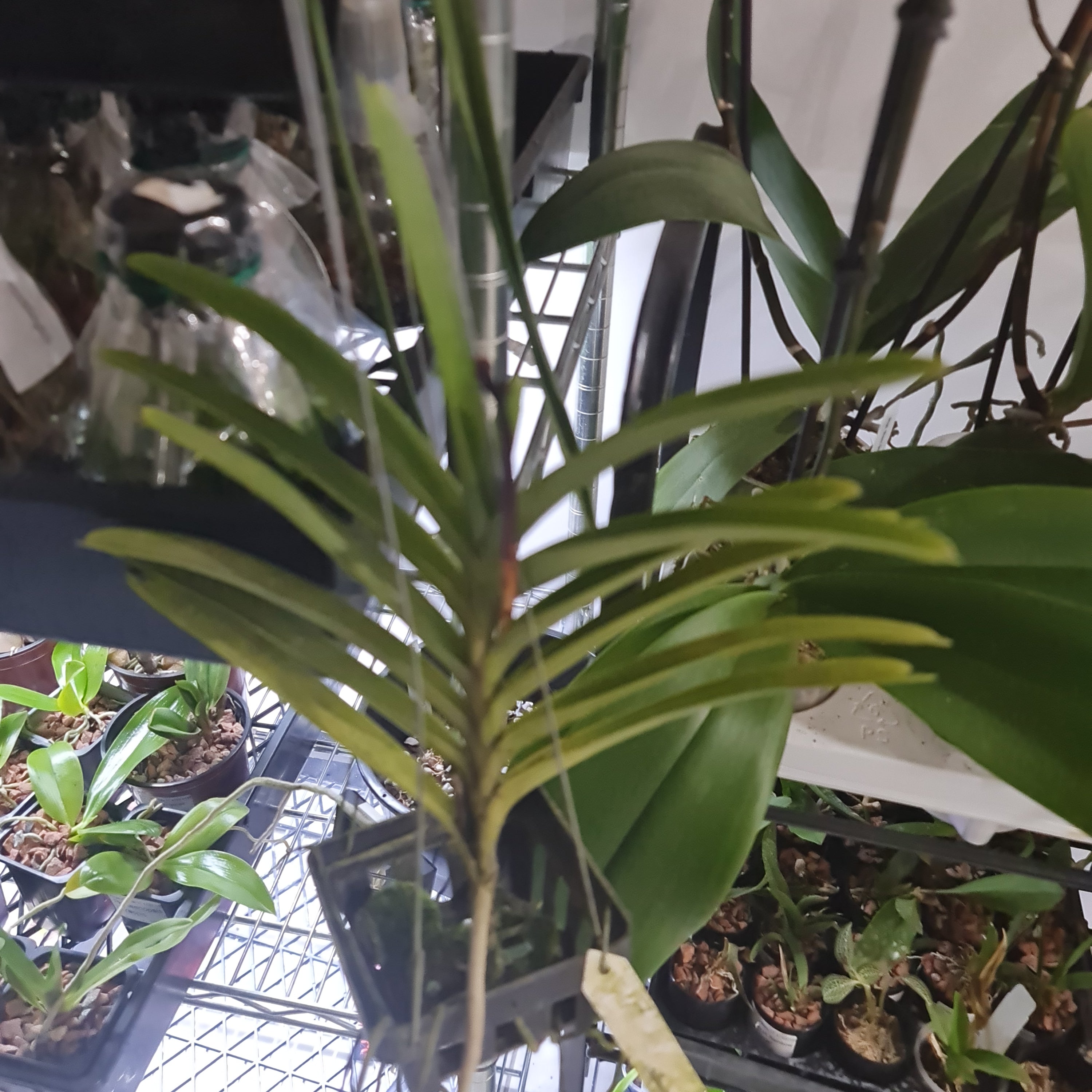 Aranda Thailand 'Sunspots'