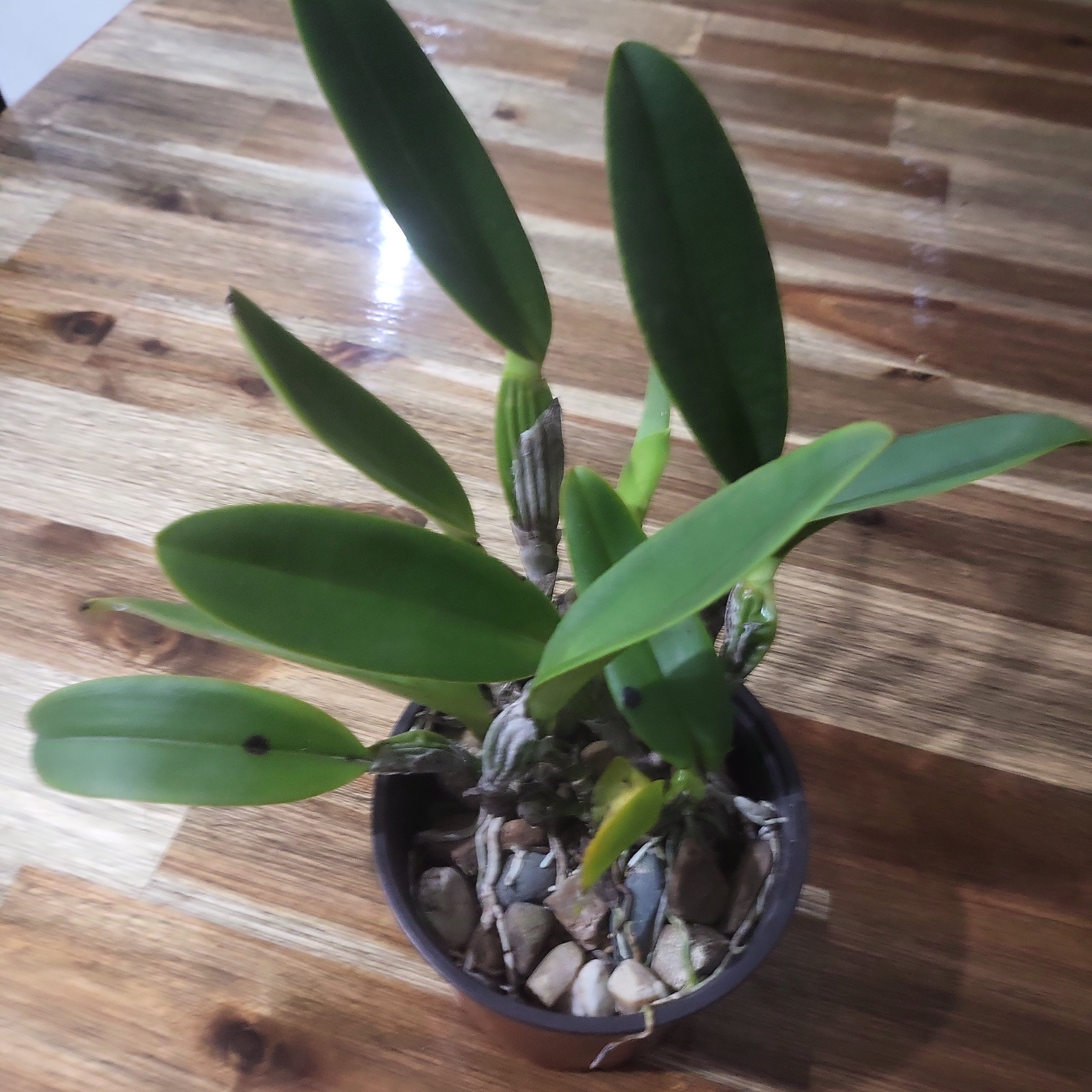 Cattleya labiata var coerulea (RARE FORM) Secondary image