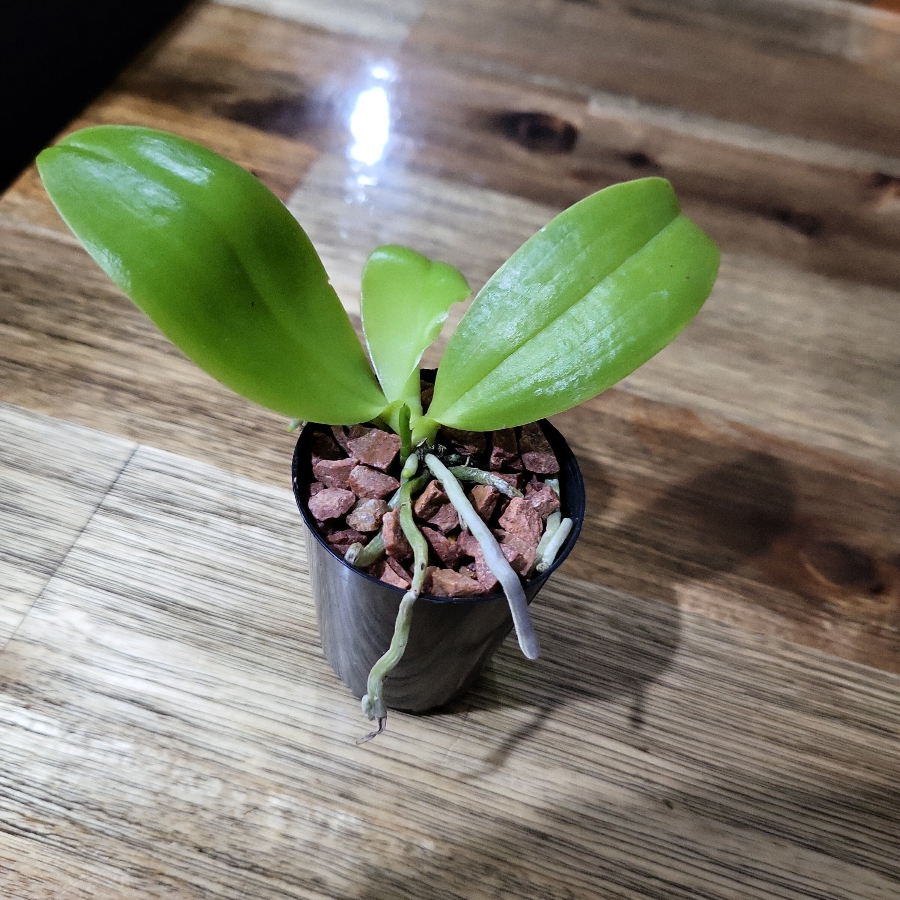 Phalaenopsis Violacea (In Spike Now)