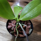 Phalaenopsis Violacea (In Spike Now)