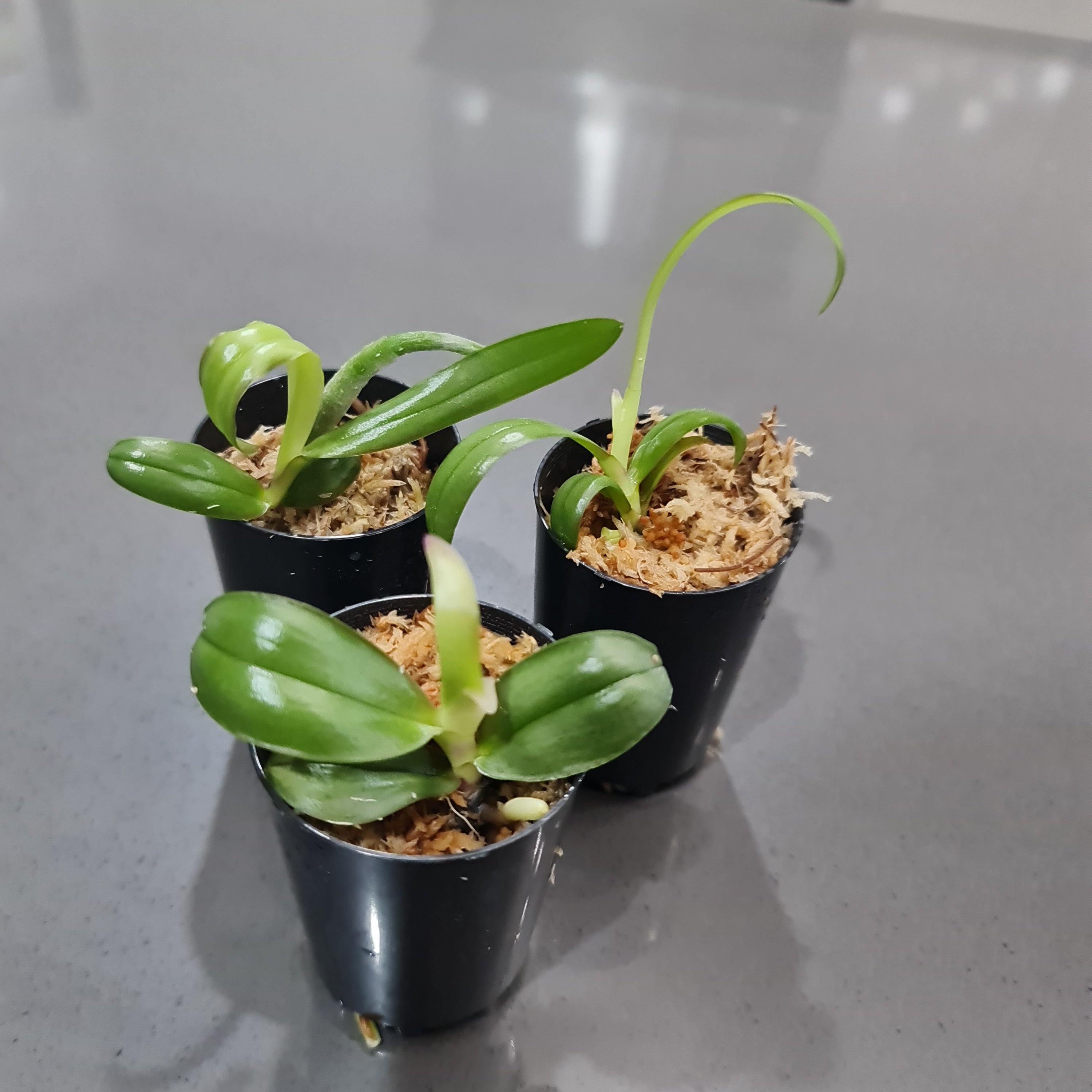 Phalaenopsis sanderiana (SPECIES FROM PHILIPPINES) Secondary image