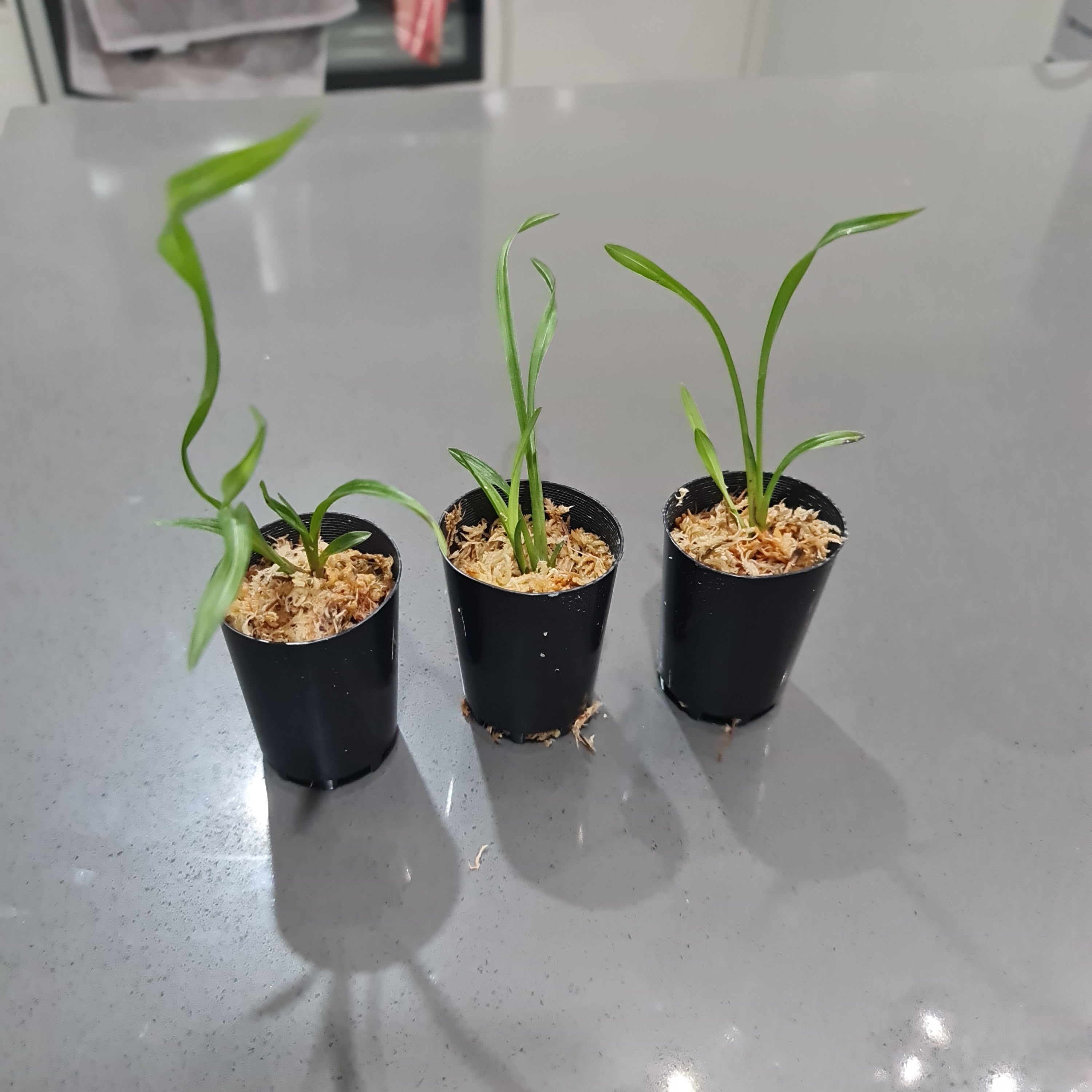Cymbidium goeringii 'Huang Jin Da Fu Gui' (RARE) Secondary image