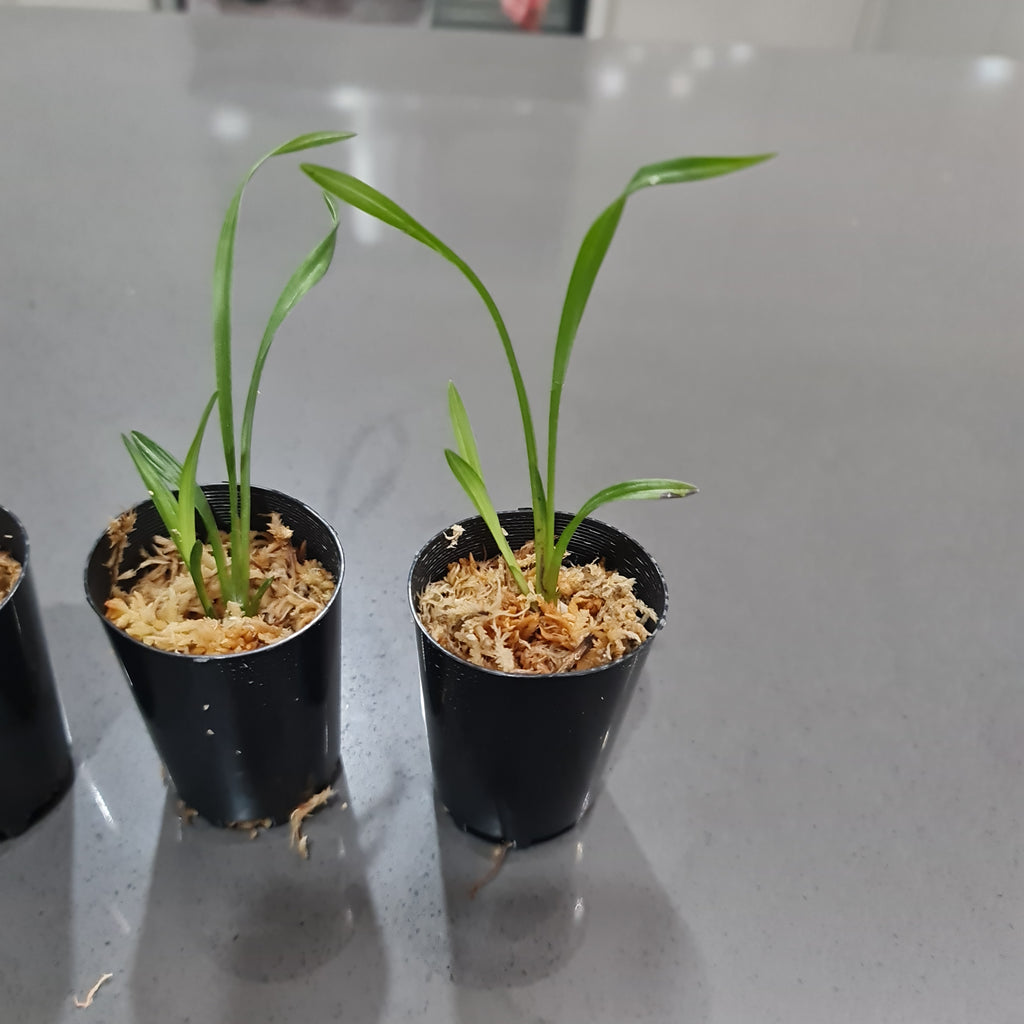 Cymbidium goeringii 'Huang Jin Da Fu Gui' (RARE)