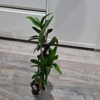 Dendrobium Burana Sunshine ‘Peony’