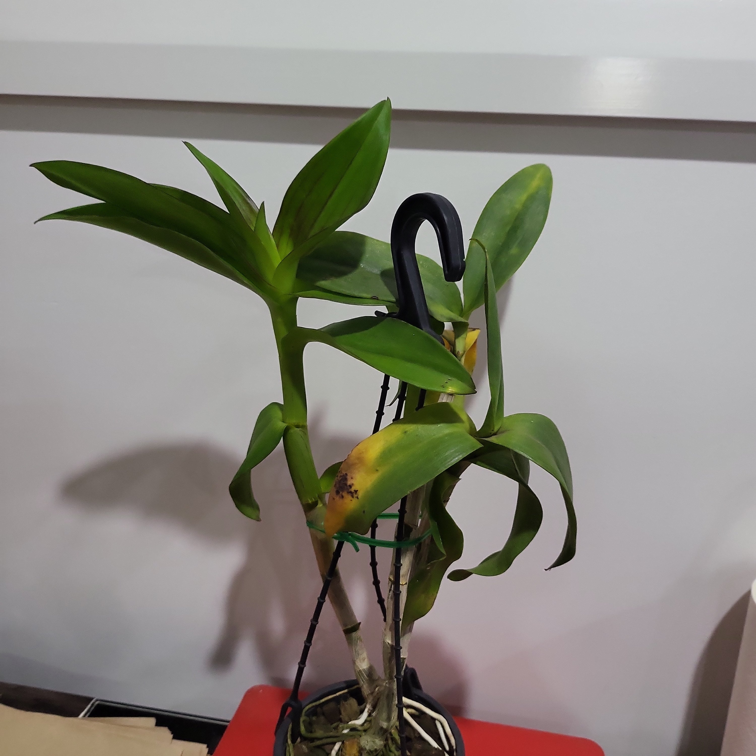 Den. Red Bull 'LD' (Flowering Size) Secondary image