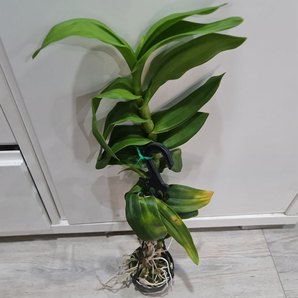 IN SPIKE! - Dendrobium Burana Stripes