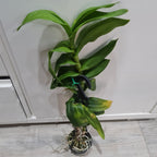 IN SPIKE! - Dendrobium Burana Stripes