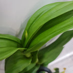 IN SPIKE! - Dendrobium Burana Stripes