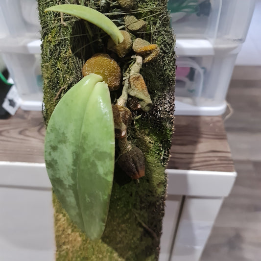 Bulbophyllum fletcherianum Rare Species