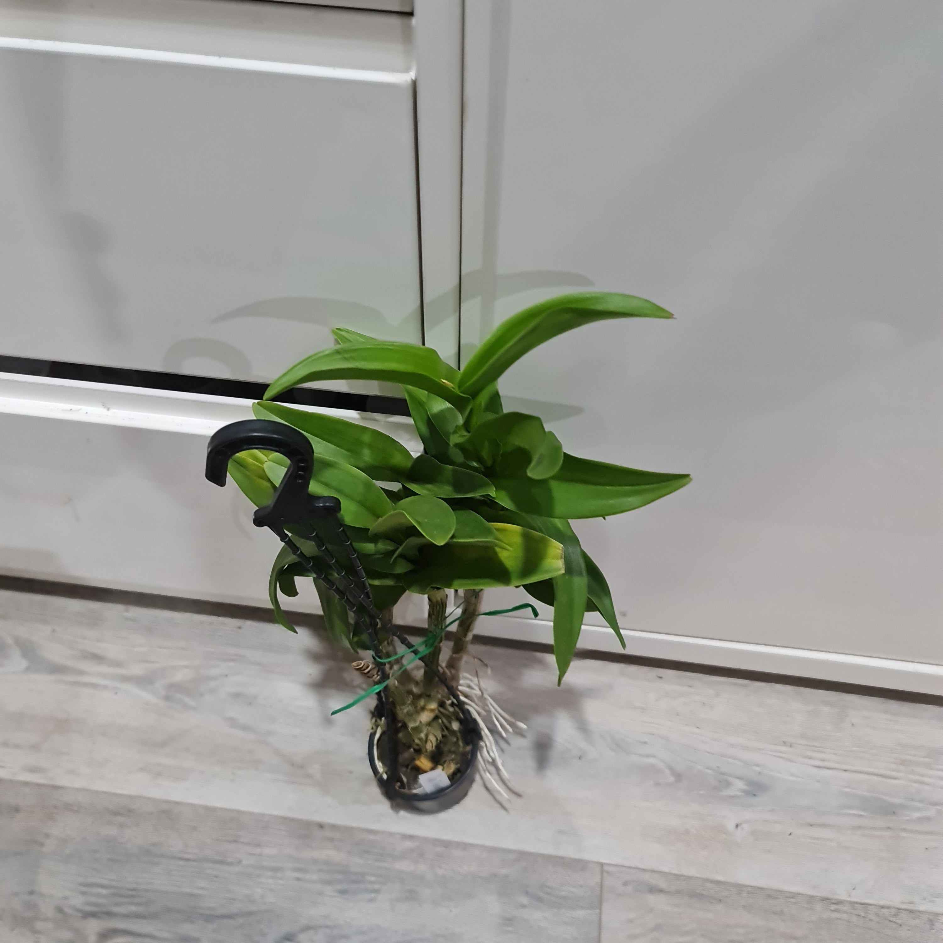 IN SPIKE-  Den. Thongchai Gold Secondary image