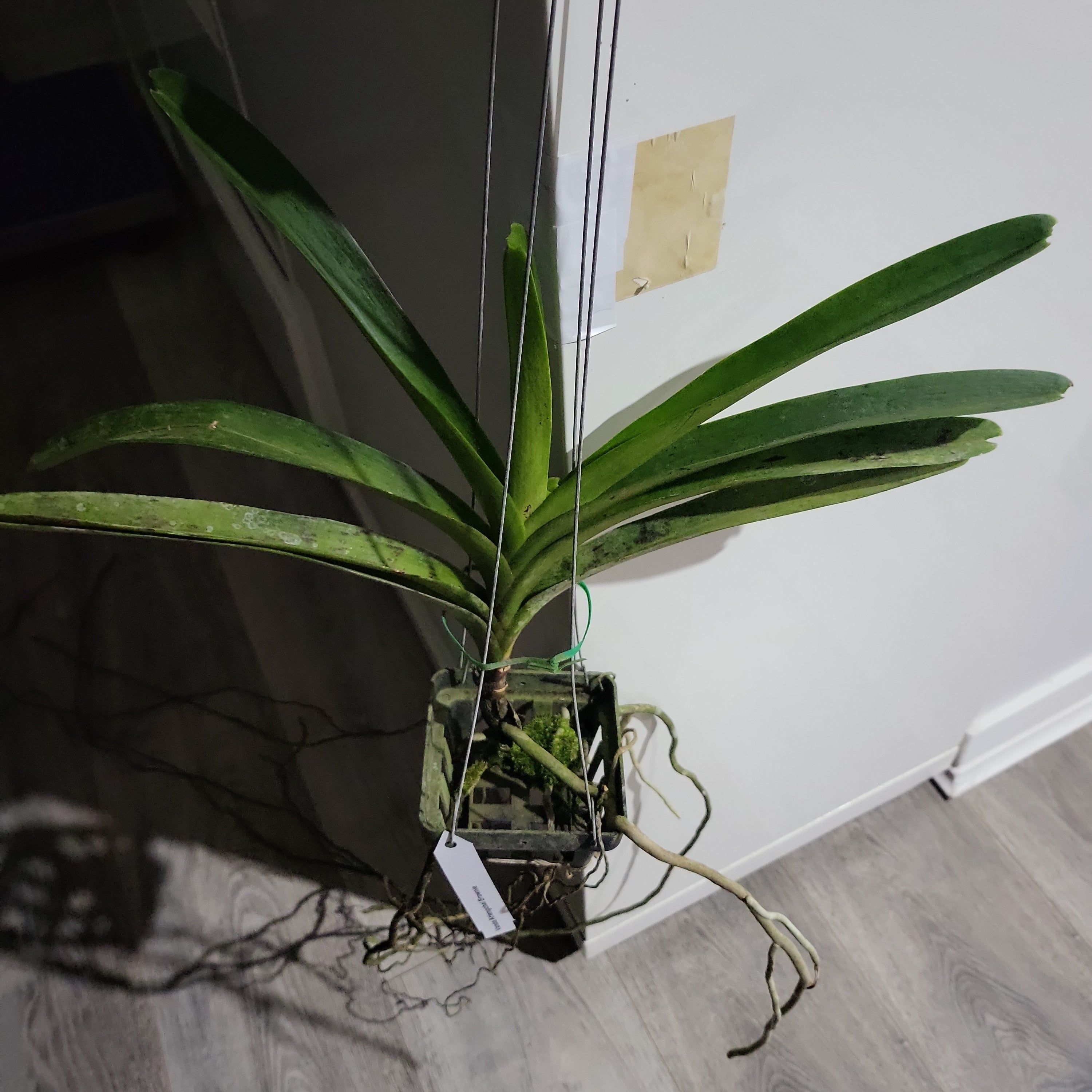 Vanda Kriengchai Brownie (FLOWERING - IN SPIKE!)