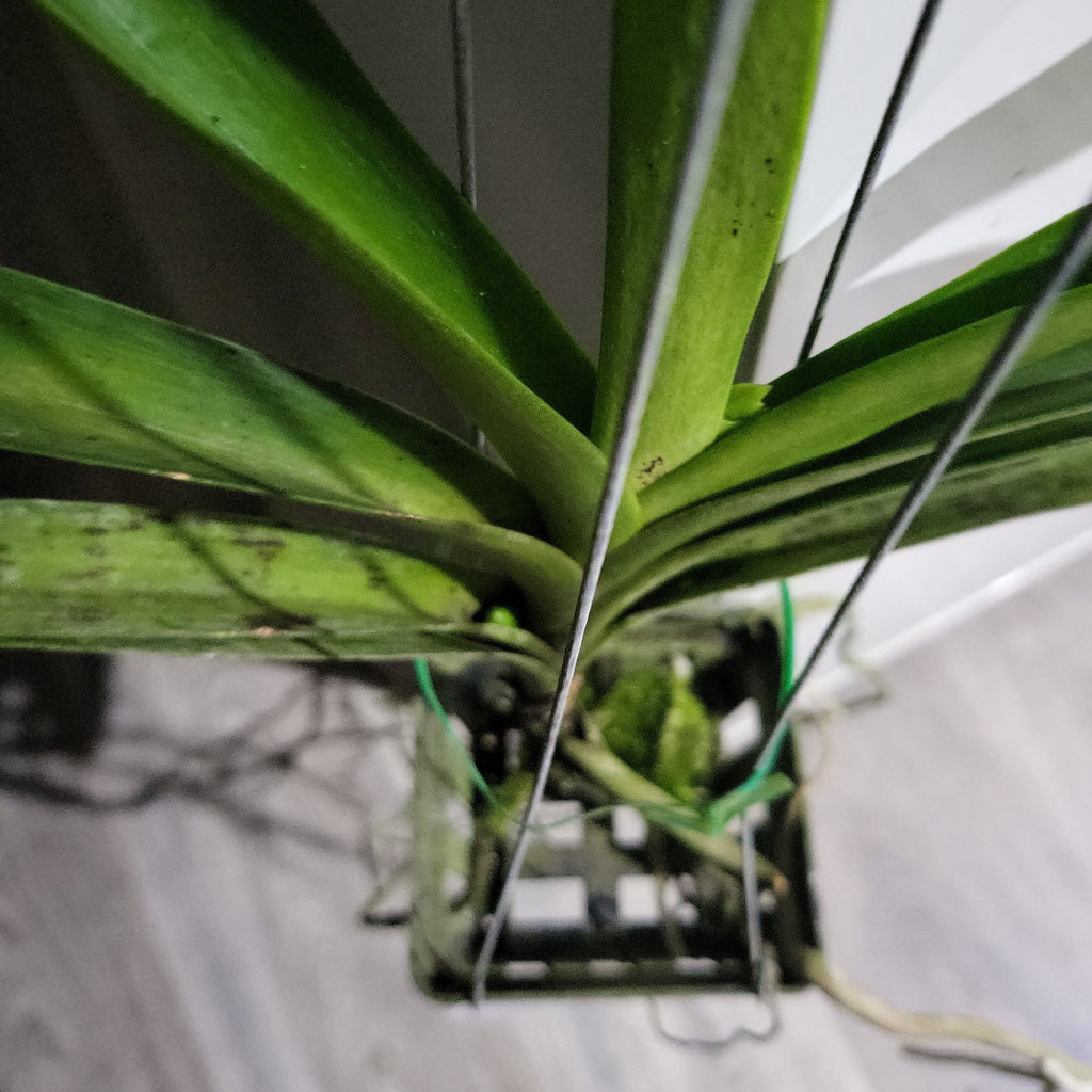 Vanda Kriengchai Brownie (FLOWERING - IN SPIKE!)