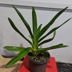 Angraecum Eburneum (Fragrant Species) IN SPIKE