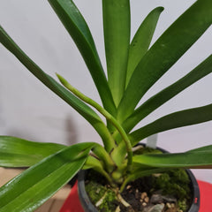 Angraecum Eburneum (Fragrant Species) IN SPIKE