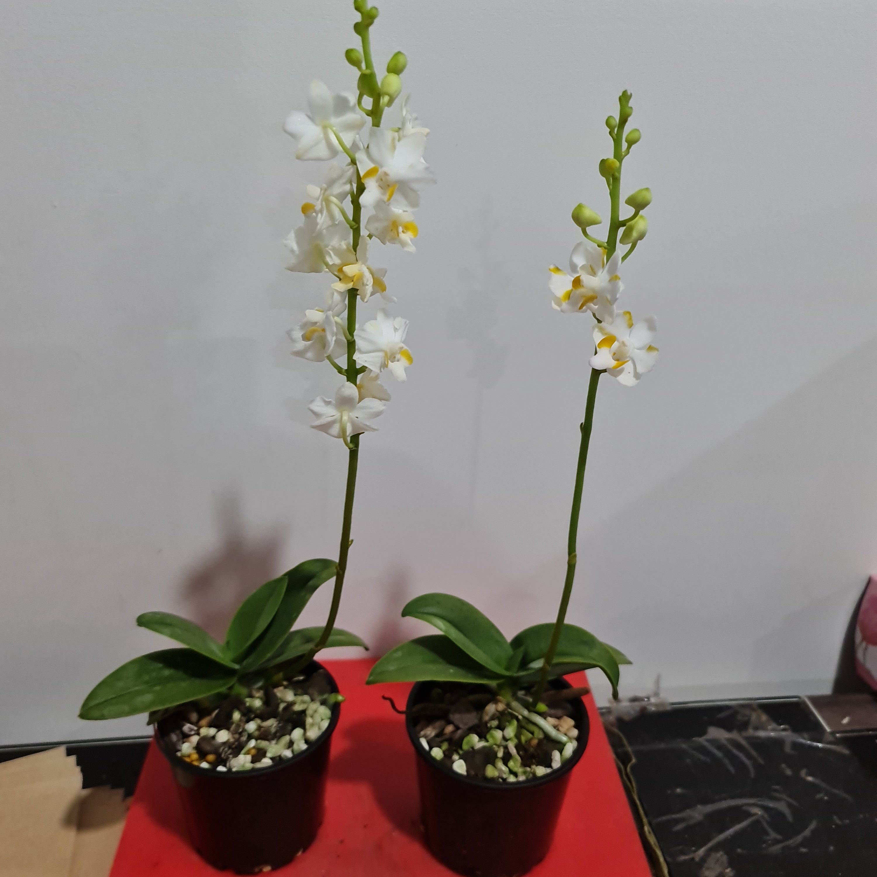 Doritis pulcherrima v. champorensis Secondary image