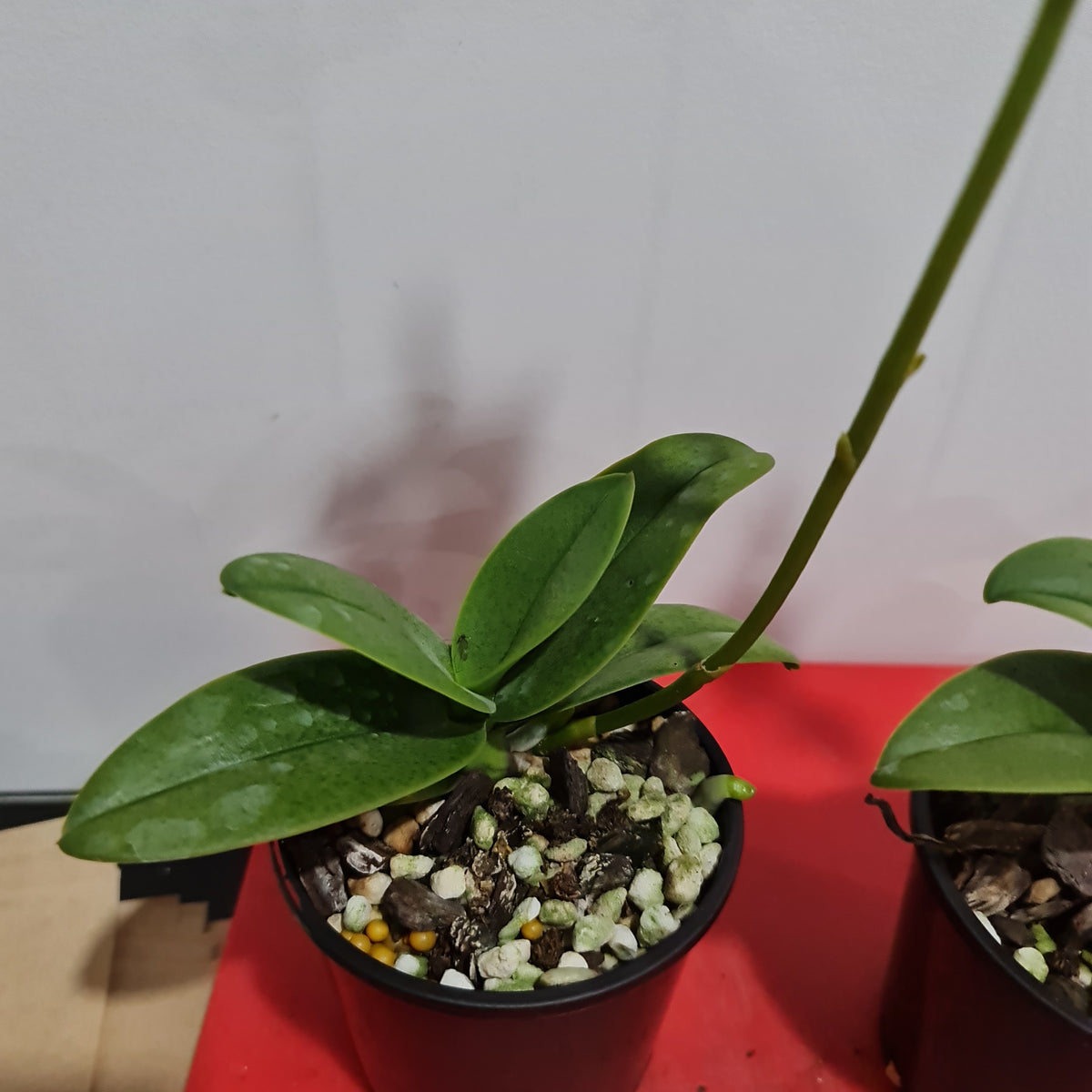 Doritis pulcherrima v. champorensis – The Orchid Patio