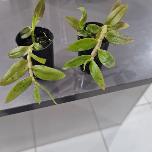Dendrobium Pierardii  (Aphyllum) (Fragrant Species)