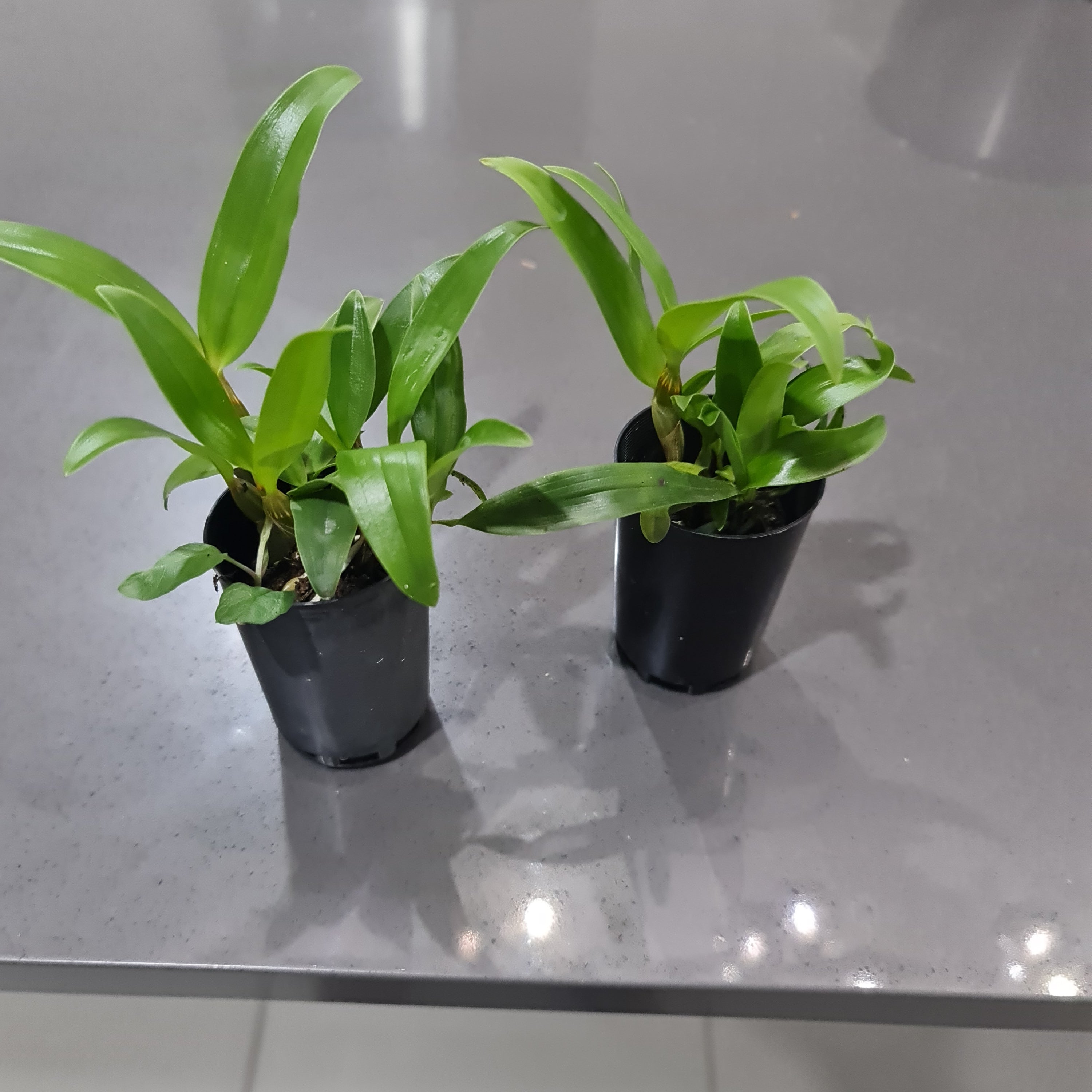 Dendrobium Floralia (Fragrant) Secondary image