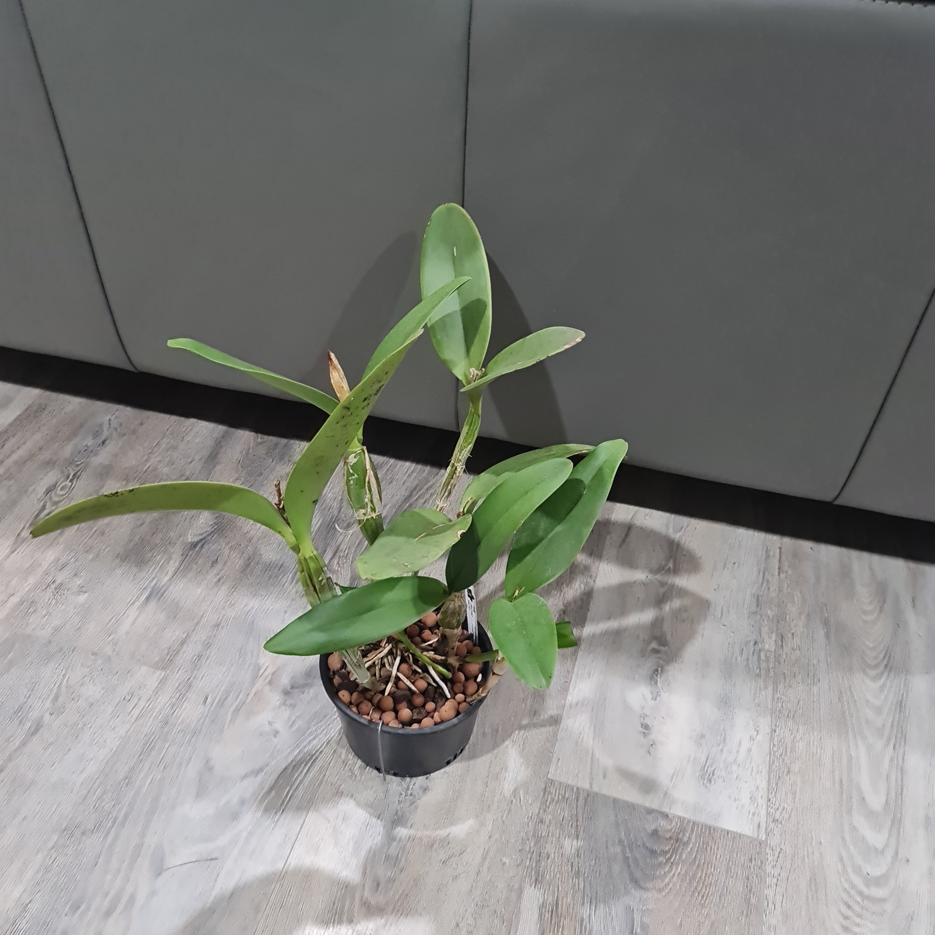 Cattleya Skinneri Alba 4N (Fragrant) VERY RARE TETRAPLOID Secondary image