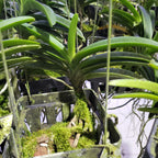 Neostylis Pinky ‘Starry Night’