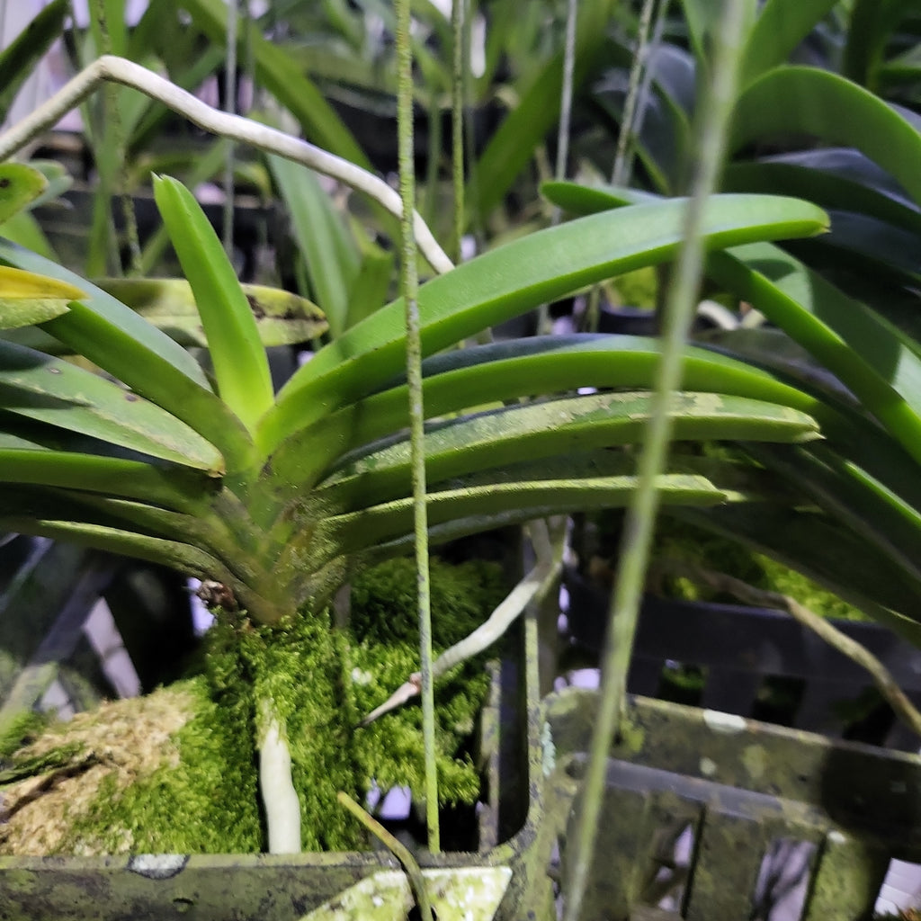 Neostylis Pinky ‘Starry Night’