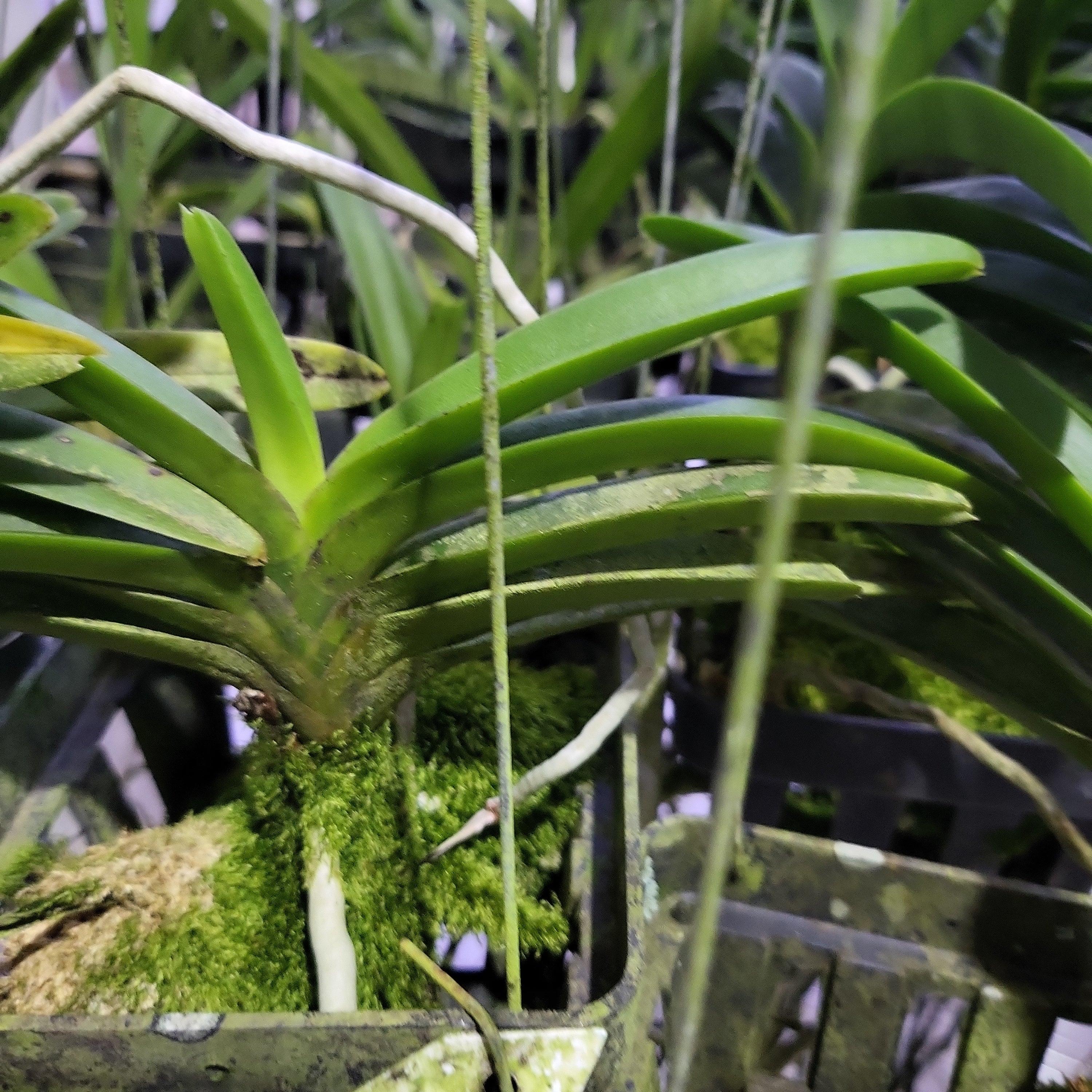 Neostylis Pinky ‘Starry Night’