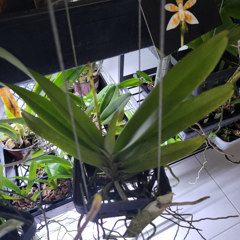 Renanthera (Azimah x Bangkok Sunset) IN SPIKE NOW