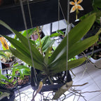 Renanthera (Azimah x Bangkok Sunset) IN SPIKE NOW