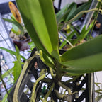 Renanthera (Azimah x Bangkok Sunset) IN SPIKE NOW