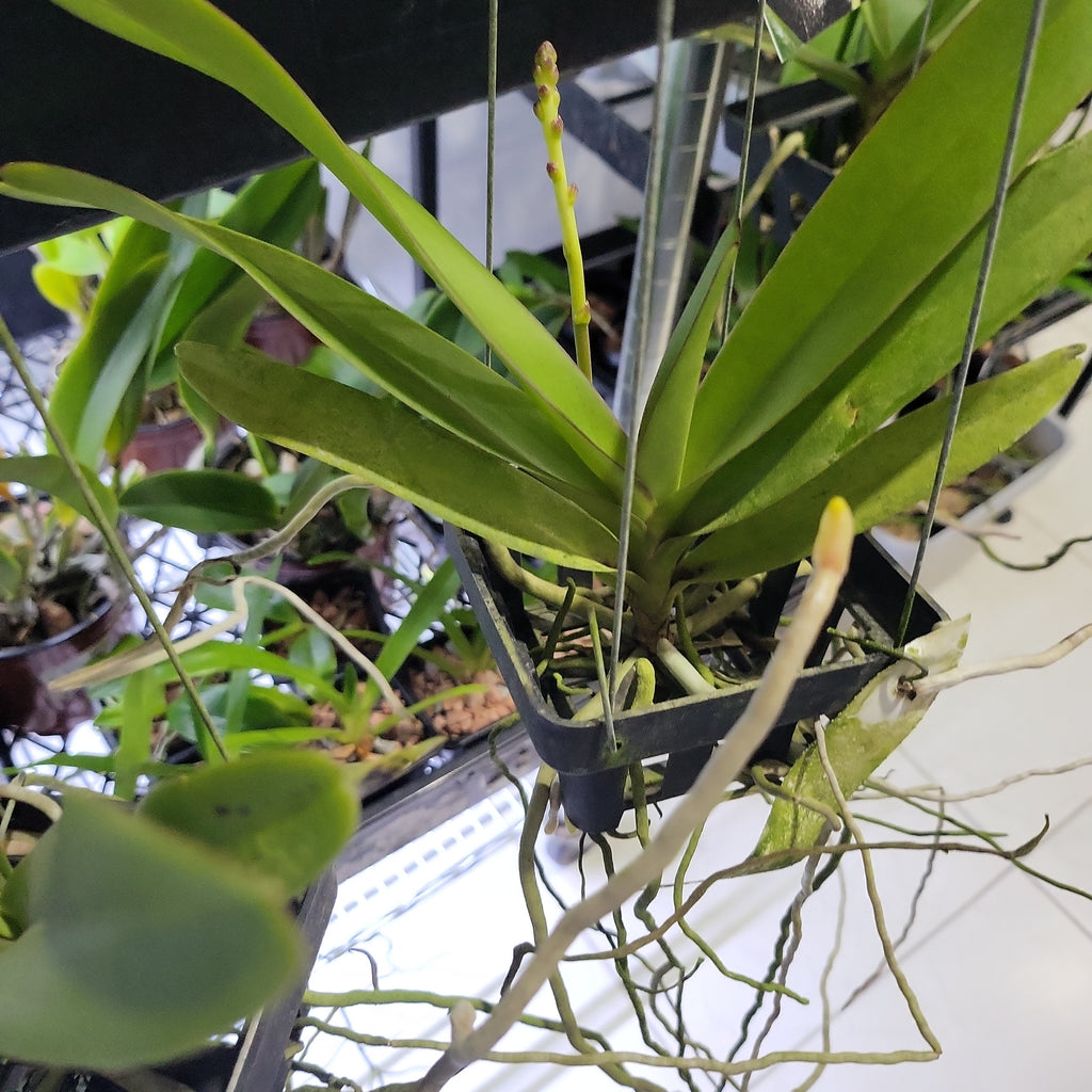 Renanthera (Azimah x Bangkok Sunset) IN SPIKE NOW