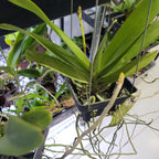 Renanthera (Azimah x Bangkok Sunset) IN SPIKE NOW