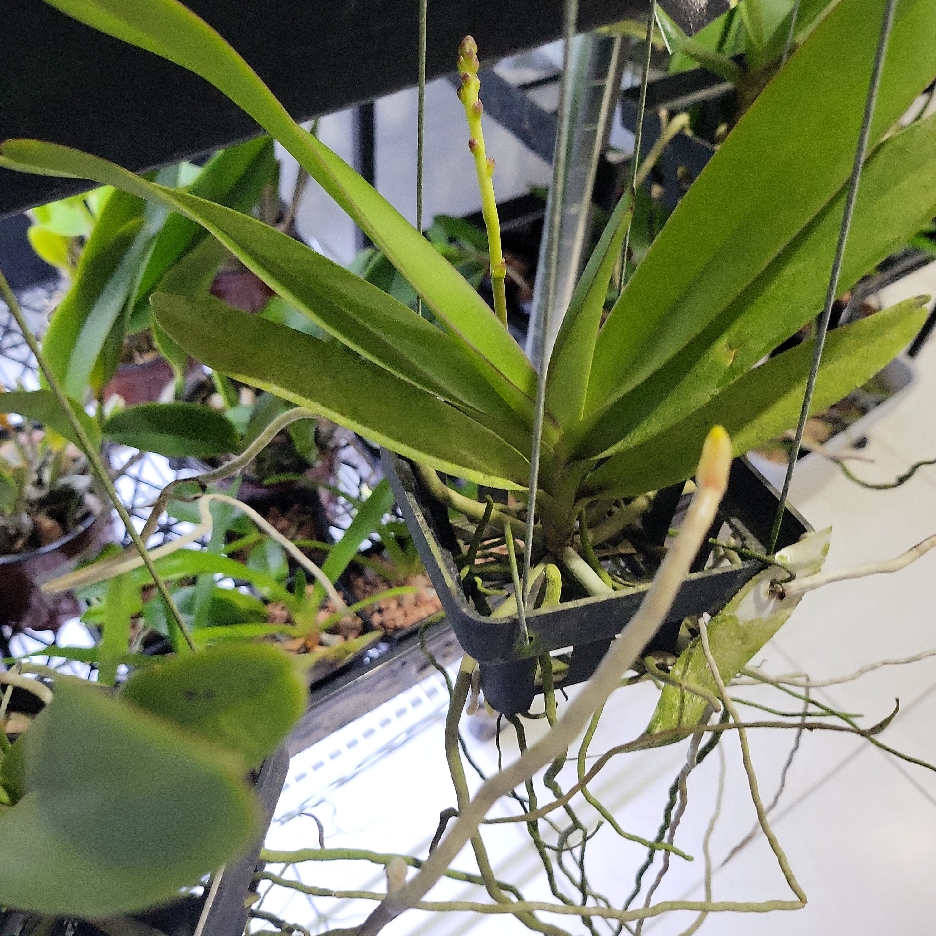 Renanthera (Azimah x Bangkok Sunset) IN SPIKE NOW