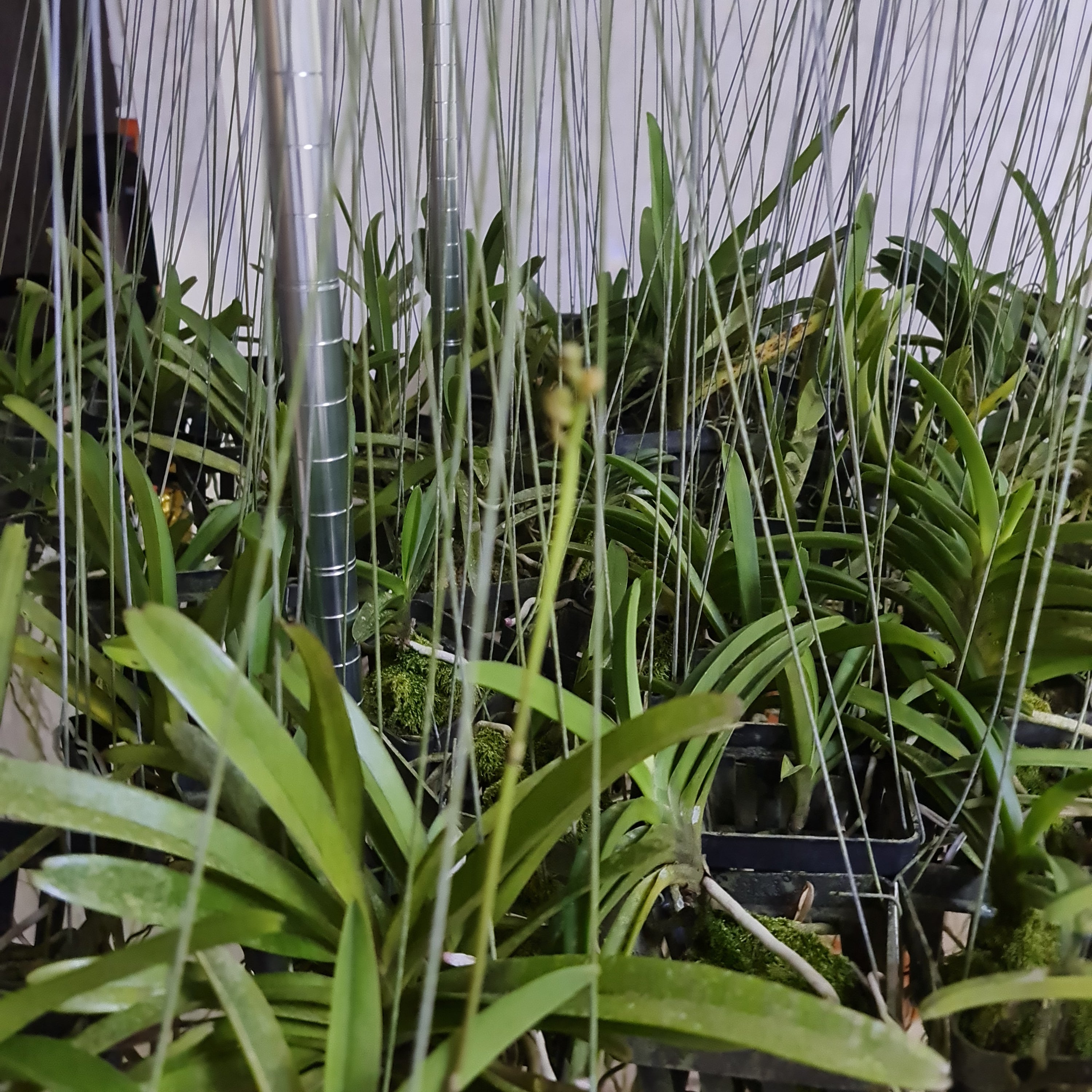 Vandaenopsis Miss Joaquim X Pulcherrima (IN SPIKE NOW)