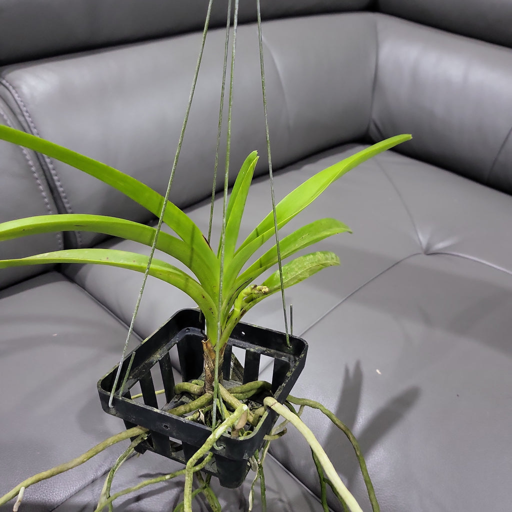 Vanda Insignis x Vanda Mimi Palmer (IN SPIKE NOW)