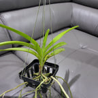 Vanda Insignis x Vanda Mimi Palmer (IN SPIKE NOW)