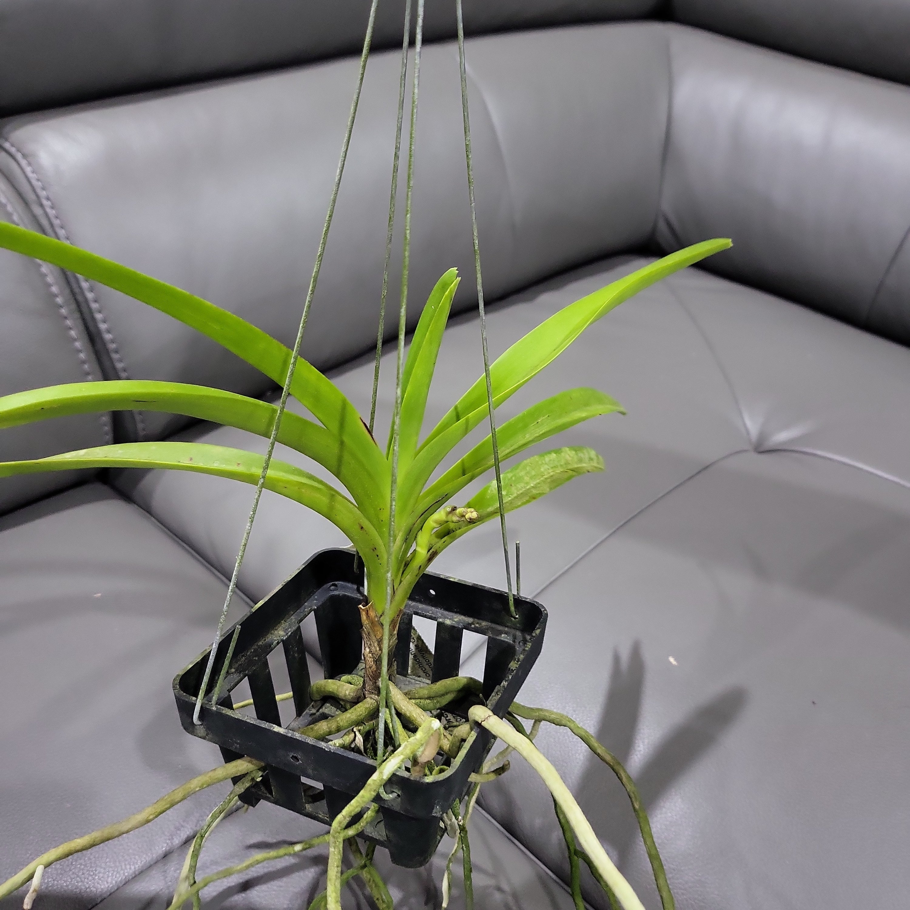 Vanda Insignis x Vanda Mimi Palmer (IN SPIKE NOW)