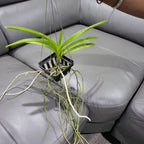 Vanda Insignis x Vanda Mimi Palmer (IN SPIKE NOW)