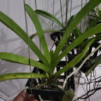 Vanda Noppadol Delight (IN SPIKE NOW)
