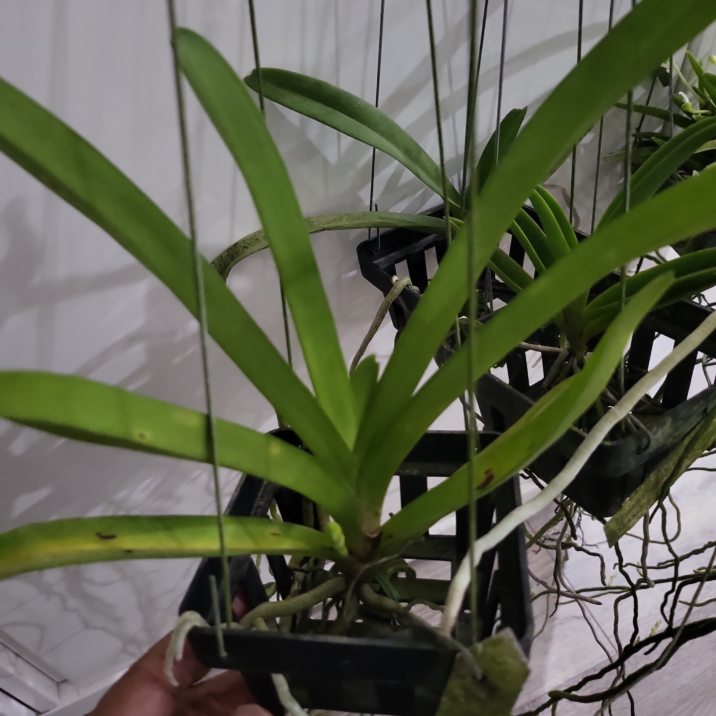 Vanda Noppadol Delight (IN SPIKE NOW)
