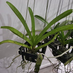 Vanda Noppadol Delight (IN SPIKE NOW)