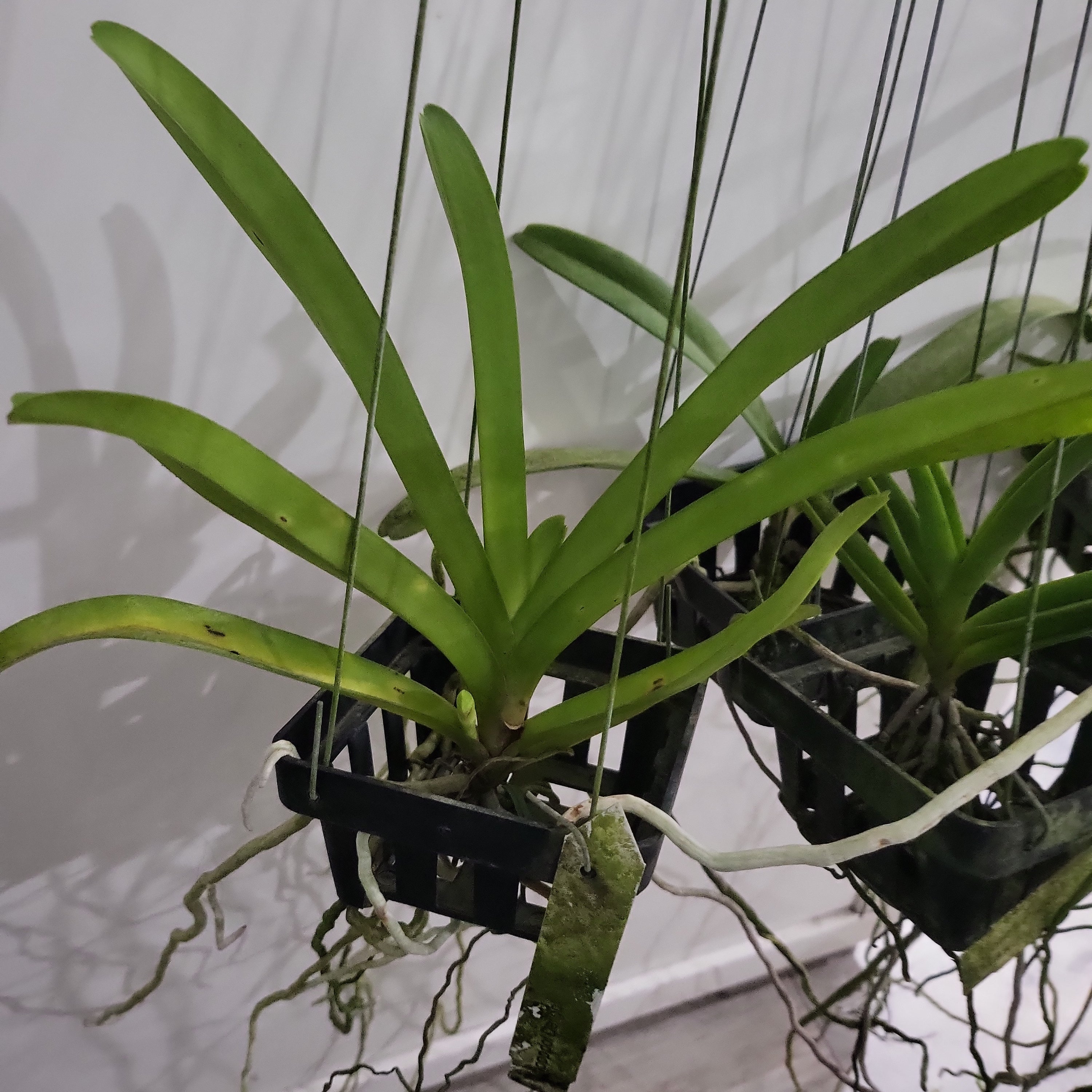 Vanda Noppadol Delight (IN SPIKE NOW)