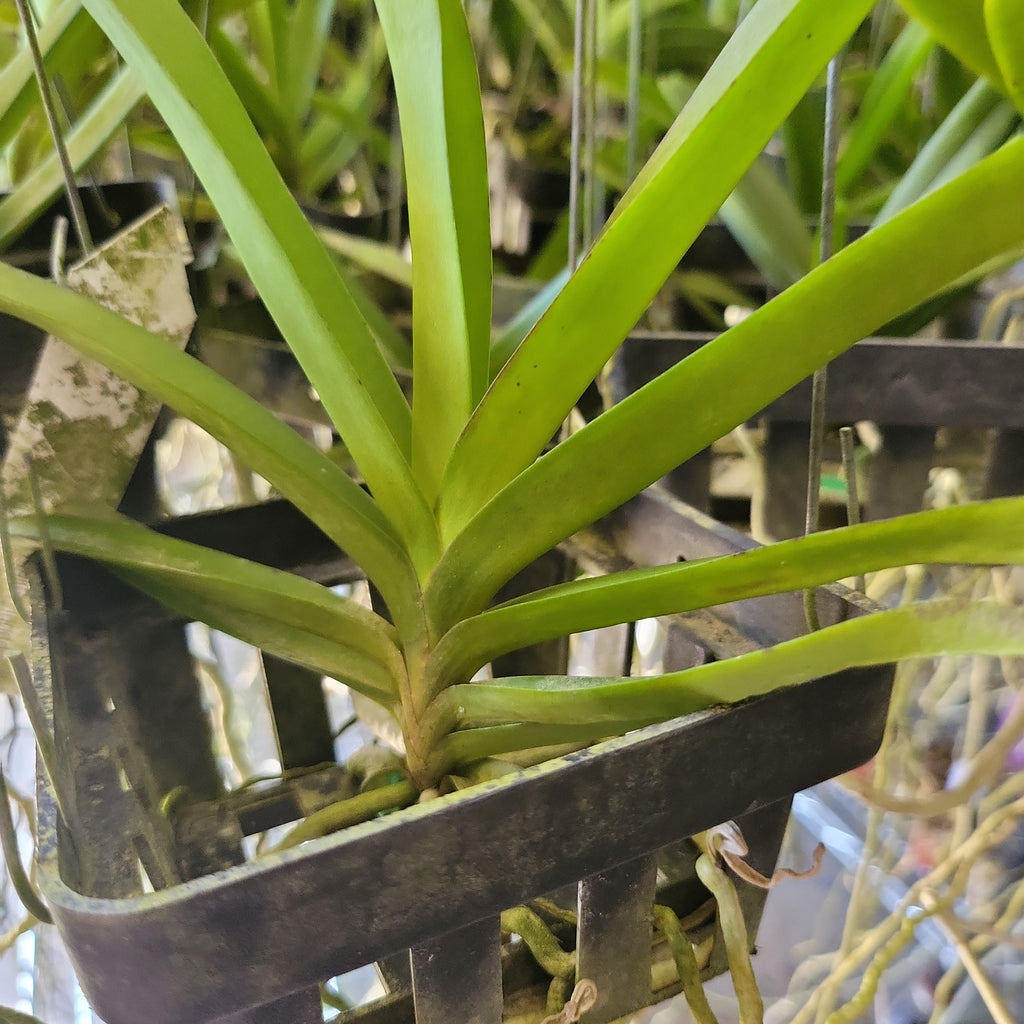 Vanda Noppadol Delight